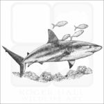 Caribbean Reef Shark