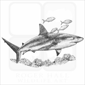 Caribbean Reef Shark