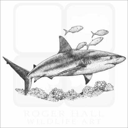 Caribbean Reef Shark