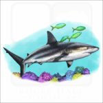 Caribbean Reef Shark illustration