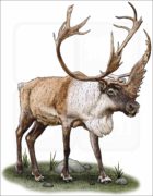 Caribou or Reindeer illustration