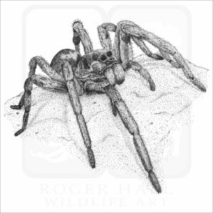 Carolina Wolf Spider