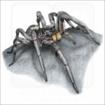 Carolina Wolf Spider illustration