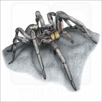Carolina Wolf Spider illustration