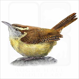 Carolina Wren illustration