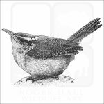 Carolina Wren