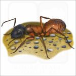 Carpenter Ant illustration