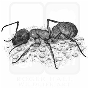 Carpenter Ant