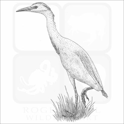 Cattle Egret