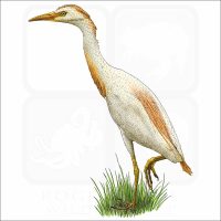 Cattle Egret illustration