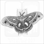 Cecropia Moth