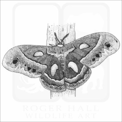 Cecropia Moth