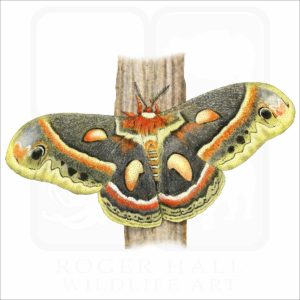 Cecropia Moth illustration