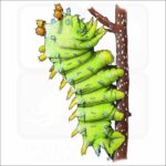 Cecropia Moth Caterpillar illustration