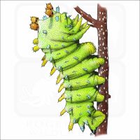 Cecropia Moth Caterpillar illustration