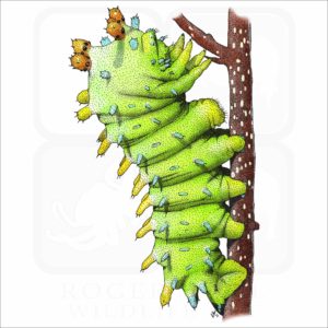 Cecropia Moth Caterpillar illustration