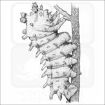 Cecropia Moth Caterpillar