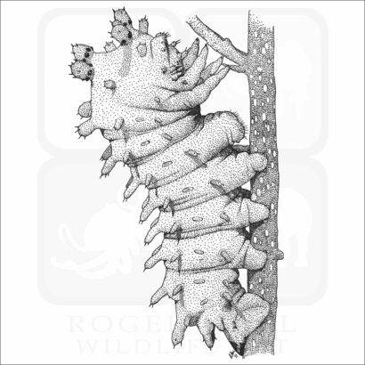 Cecropia Moth Caterpillar