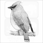 Cedar Waxwing