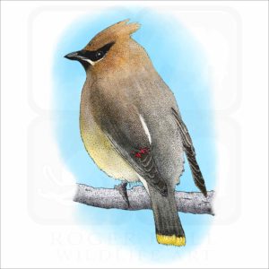 Cedar Waxwing