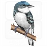 Cerulean Warbler illustration