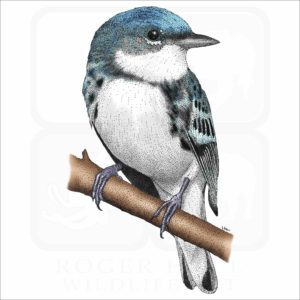 Cerulean Warbler illustration