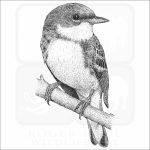 Cerulean Warbler