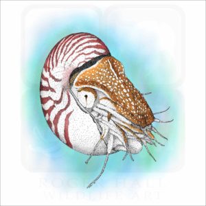 Chambered Nautalis illustration