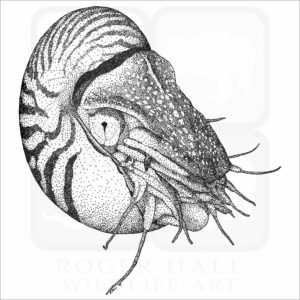 Chambered Nautilus
