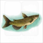 Channel Catfish illustration