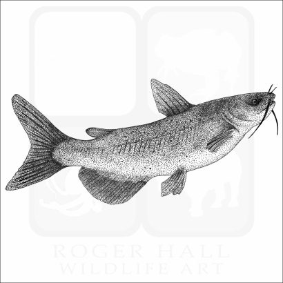 Channel Catfish