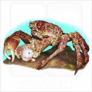 Channel Clinging Crab illustration