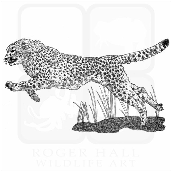 Cheetah