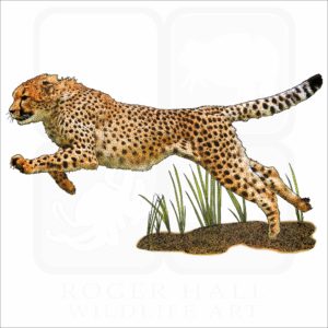 Cheetah illustration