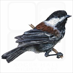 Chestnut-Backed Chickadee illustration
