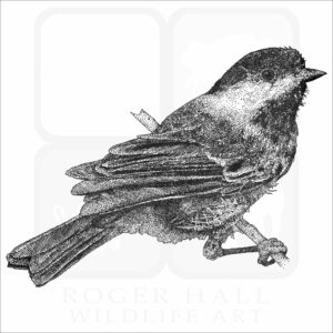 Chestnut-Backed Chickadee