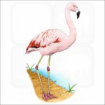 Chilean Flamingo illustration