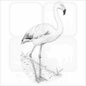 Chilean Flamingo