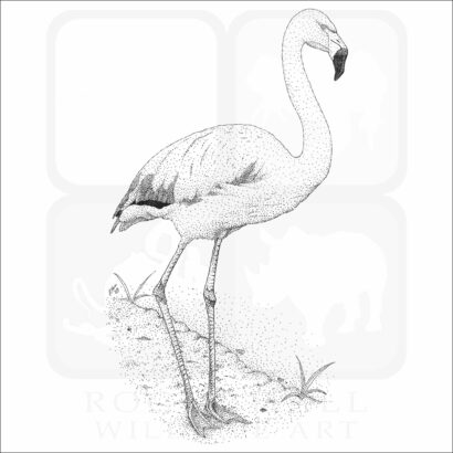 Chilean Flamingo