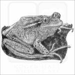Chilean Tree Frog