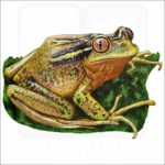 Chilean Tree Frog illustration