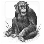 Chimpanzee
