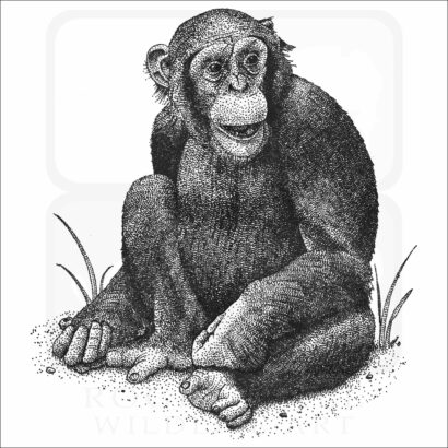 Chimpanzee