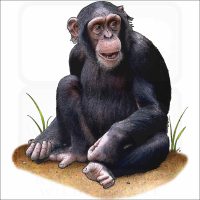 Chimpanzee illustration