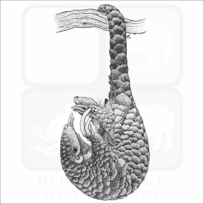 Chinese Pangolin