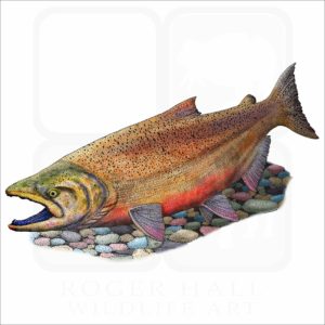 Chinook Salmon illustration