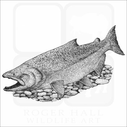 Chinook Salmon
