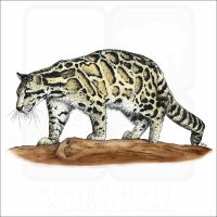 Clouded Leopard illustration