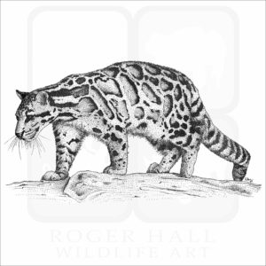 Clouded Leopard