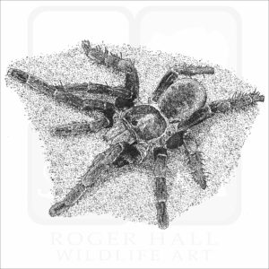 Cobalt Blue Tarantula